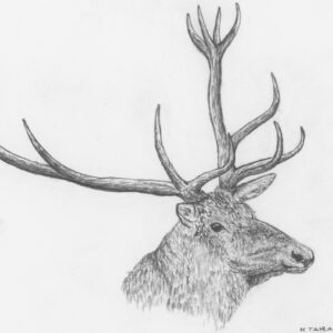 Caspian Red Stag
