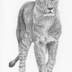 Persian Lioness