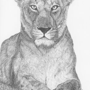 Persian Lioness