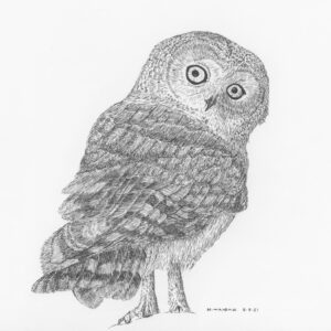 Little Owl