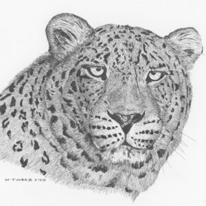 Persian Leopard