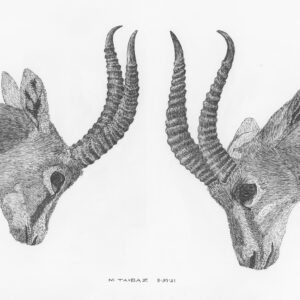 Goitered Gazelle