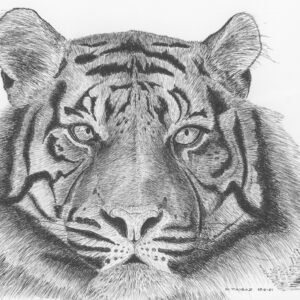 Caspian Tiger