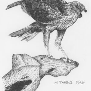 Western Marsh Harrier