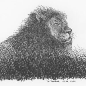 Persian Lion