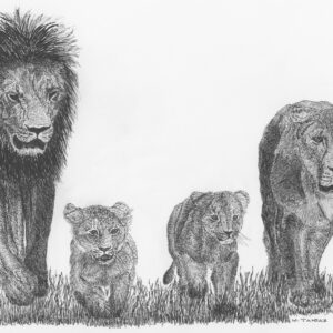 Persian Lions