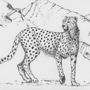 Asiatic Cheetah