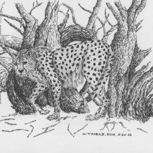 Asiatic Cheetah
