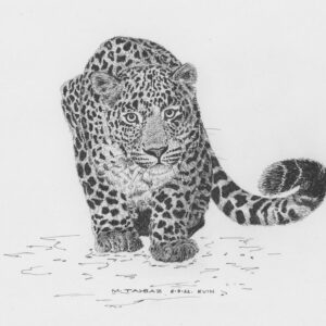 Persian Leopard