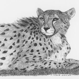 Asiatic Cheetah