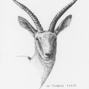 Goitered Gazelle