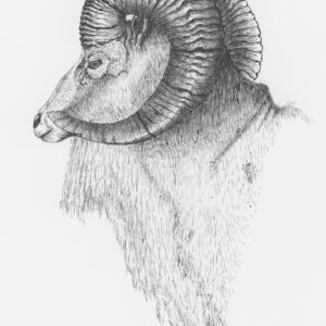 Urial Sheep