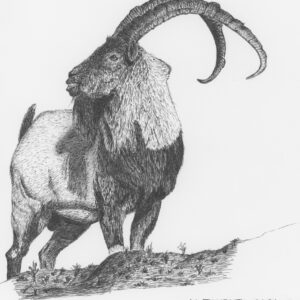 Bezoar Ibex