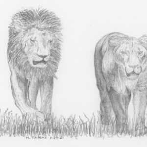 Persian Lion and Lioness