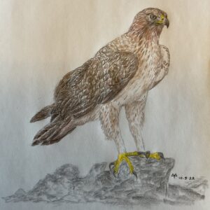 Bonelli's Eagle