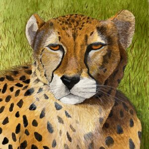 Asiatic Cheetah