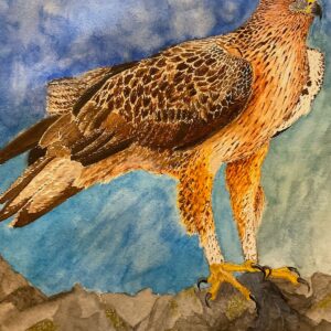 Bonelli's Eagle