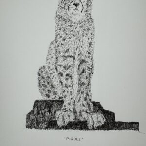 Asiatic Cheetah Cub