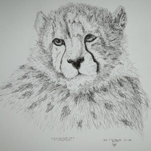 Asiatic Cheetah Cub, Pirooz