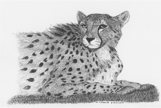 morad tahbaz's asiatic cheetah drawing