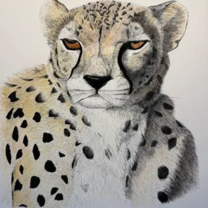 Asiatic Cheetah