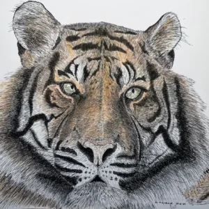 Caspian Tiger