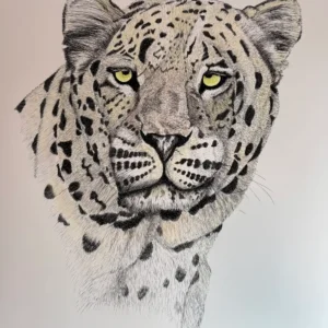Persian Leopard